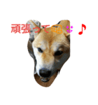 柴犬くう3（個別スタンプ：17）