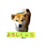 柴犬くう3（個別スタンプ：18）