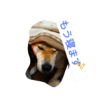 柴犬くう3（個別スタンプ：19）