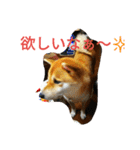 柴犬くう3（個別スタンプ：20）