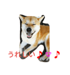 柴犬くう3（個別スタンプ：21）