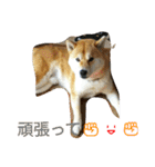 柴犬くう3（個別スタンプ：22）