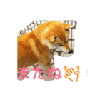 柴犬くう3（個別スタンプ：23）