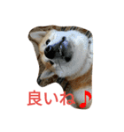 柴犬くう3（個別スタンプ：24）