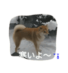 柴犬くう3（個別スタンプ：25）