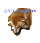 柴犬くう3（個別スタンプ：26）