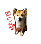 柴犬くう3（個別スタンプ：27）