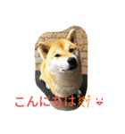 柴犬くう3（個別スタンプ：28）