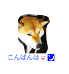 柴犬くう3（個別スタンプ：29）