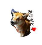 柴犬くう3（個別スタンプ：30）