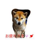 柴犬くう3（個別スタンプ：31）