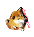 柴犬くう3（個別スタンプ：32）