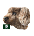 じゅえるくん（個別スタンプ：3）