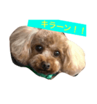 じゅえるくん（個別スタンプ：8）