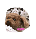 お宝写真（個別スタンプ：2）