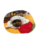 お宝写真（個別スタンプ：8）