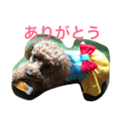 トイプーラブ（個別スタンプ：1）
