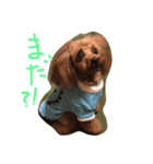 トイプーラブ（個別スタンプ：2）