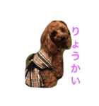 トイプーラブ（個別スタンプ：5）