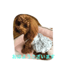 トイプーラブ（個別スタンプ：8）