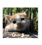ねここねこねこ（個別スタンプ：1）