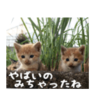 ねここねこねこ（個別スタンプ：2）