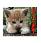 ねここねこねこ（個別スタンプ：3）