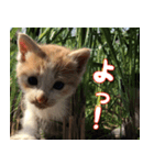 ねここねこねこ（個別スタンプ：4）
