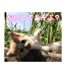 ねここねこねこ（個別スタンプ：5）