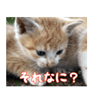 ねここねこねこ（個別スタンプ：6）