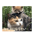 ねここねこねこ（個別スタンプ：8）