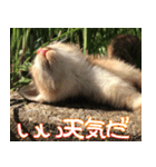ねここねこねこ（個別スタンプ：9）