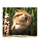 ねここねこねこ（個別スタンプ：10）