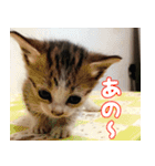 ねここねこねこ（個別スタンプ：11）