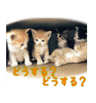 ねここねこねこ（個別スタンプ：12）
