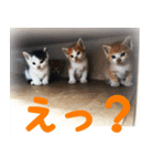 ねここねこねこ（個別スタンプ：14）