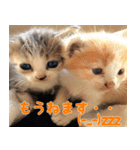 ねここねこねこ（個別スタンプ：15）