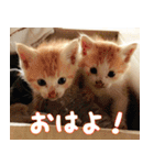 ねここねこねこ（個別スタンプ：16）