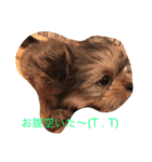 マーブルの一言（個別スタンプ：1）