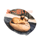マーブルの一言（個別スタンプ：3）