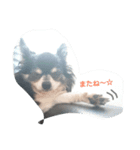 Chihuahua no SAKURA san（個別スタンプ：1）