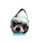 Chihuahua no SAKURA san（個別スタンプ：3）