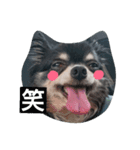 Chihuahua no SAKURA san（個別スタンプ：6）