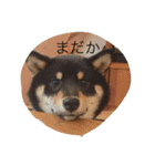 sample858585（個別スタンプ：7）