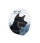 sample858585（個別スタンプ：13）