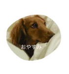 sample858585（個別スタンプ：15）