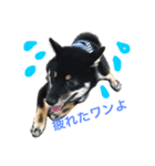 shiba mamehiko（個別スタンプ：1）