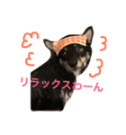 shiba mamehiko（個別スタンプ：4）