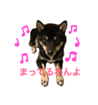 shiba mamehiko（個別スタンプ：7）