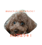 LAKI（個別スタンプ：4）